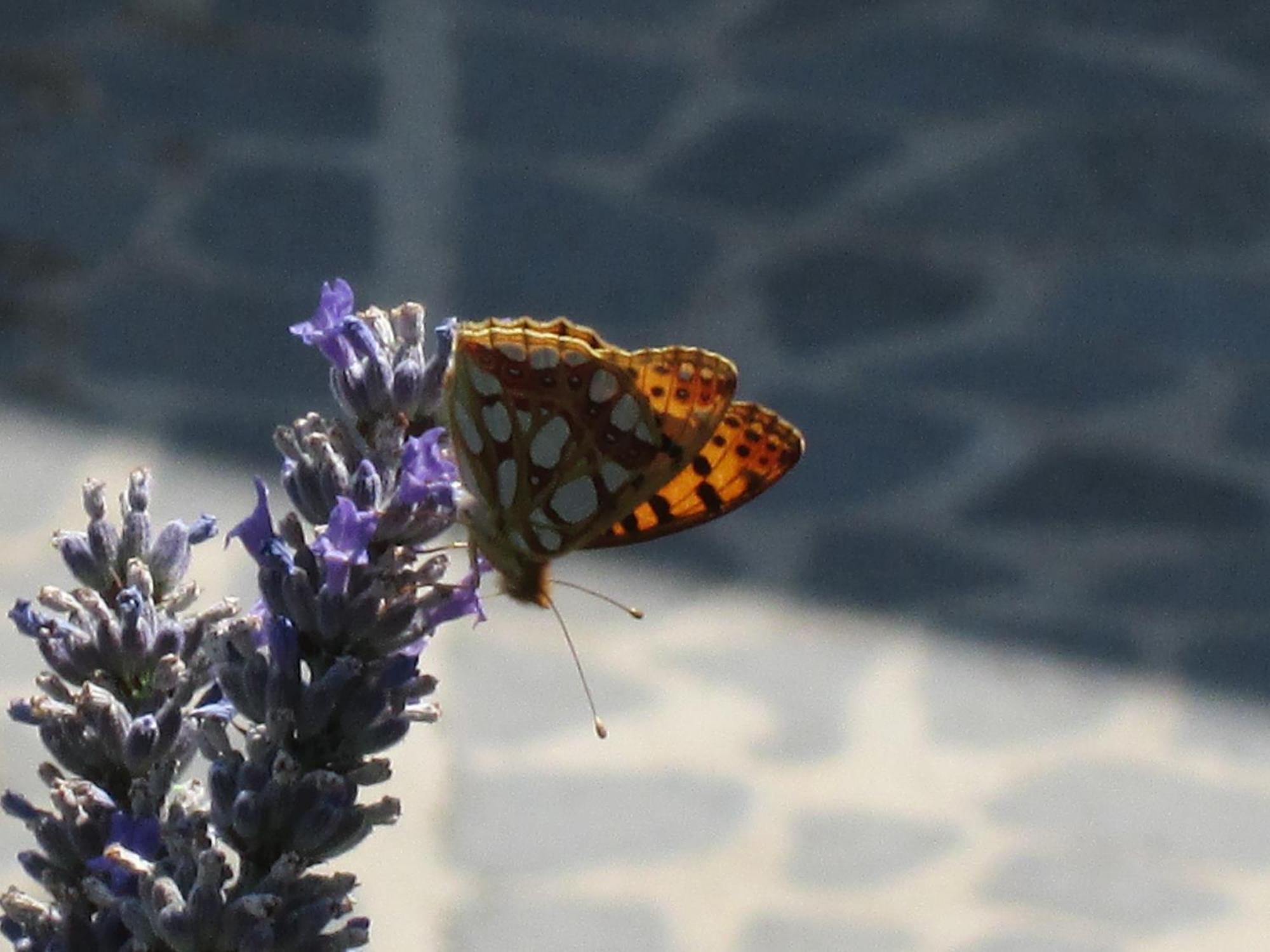 Alloggio Turistico La Balocca Montefiascone Bagian luar foto